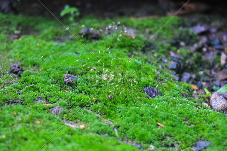 Цветочные Ростения