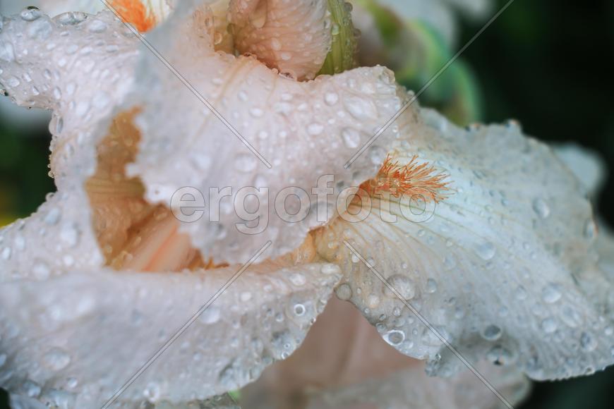 Цветочные Ростения