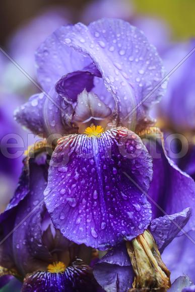 Цветочные Ростения