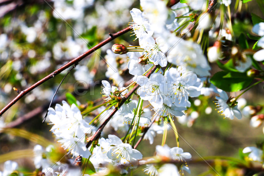 Черешня в цвету