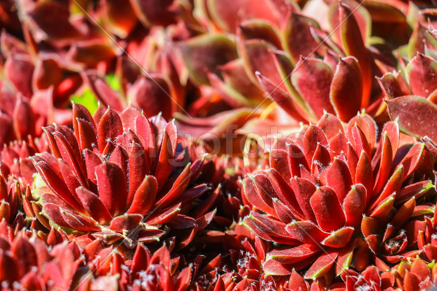 Каменная роза