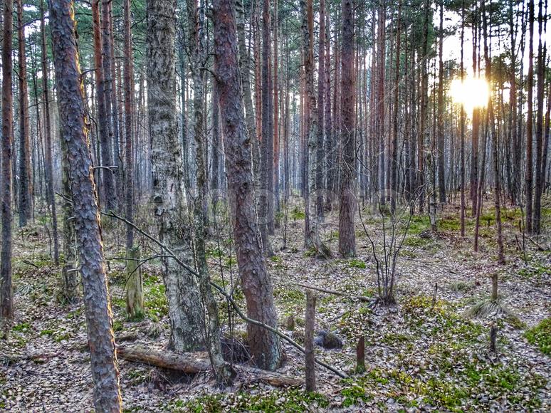 Закат в лесу