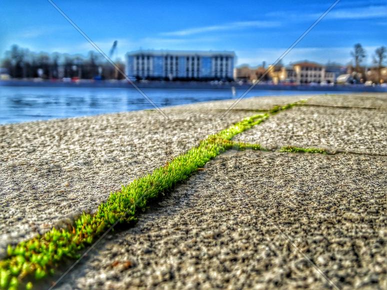 Зеленая трава растущая между плит 