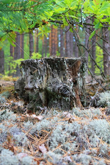 Пенек в лесу 