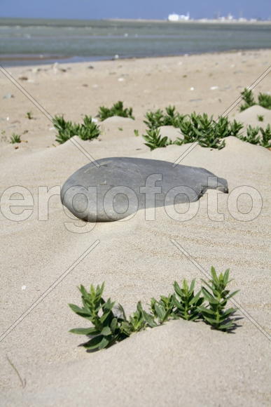 Камень, на берегу моря 