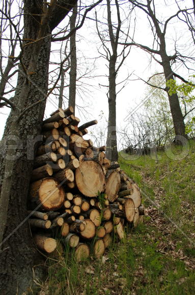 Скирда дров на склоне, присланенная к дереву