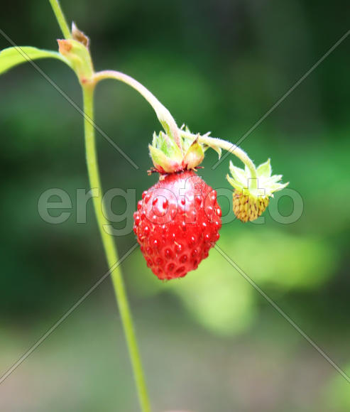 одинокая спелая земляничка