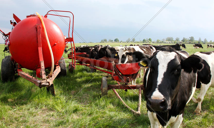 Коровы на пастбище