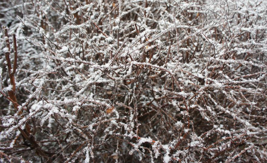 Обледенелый кустарник