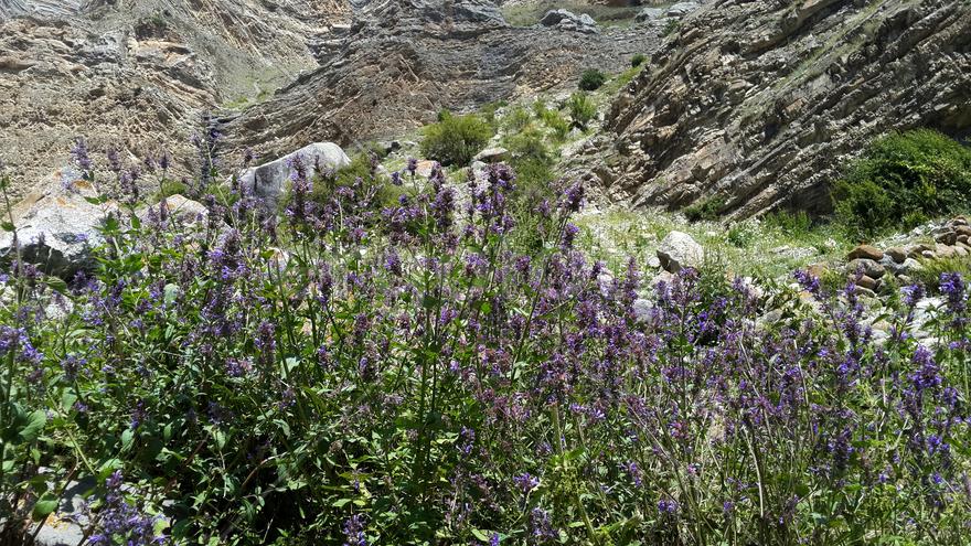 Горные цветы в Чегемском ущелье КБР