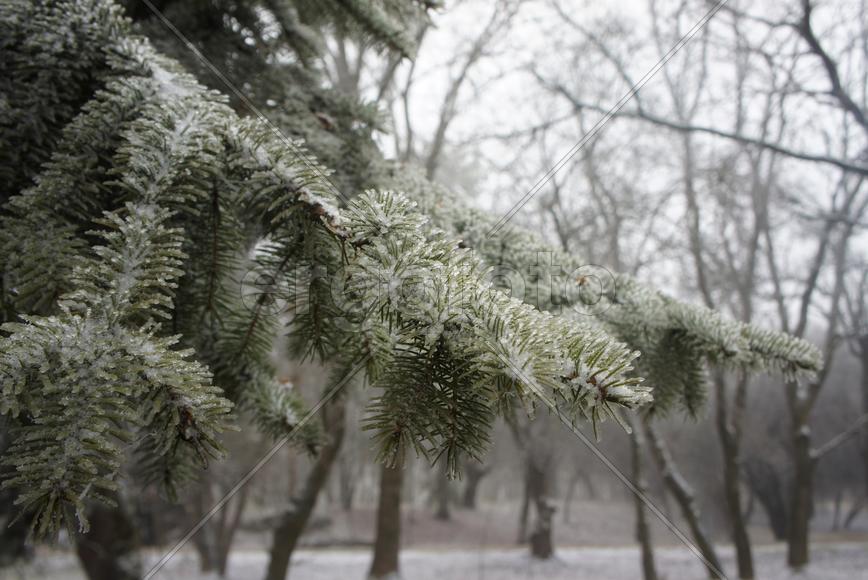Еловая ветка