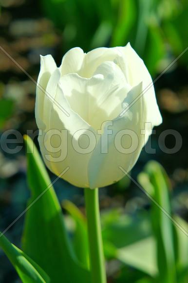 Белый тюльпан