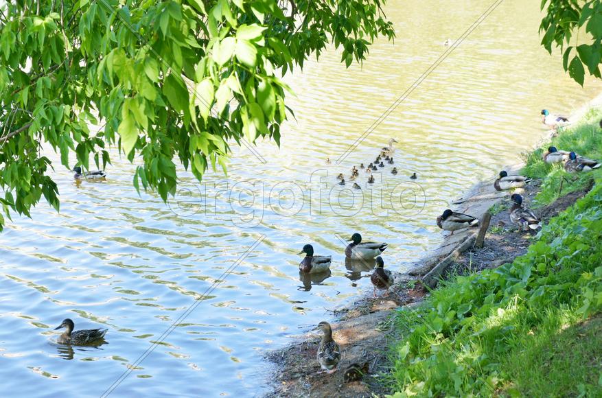 Утки на пруду