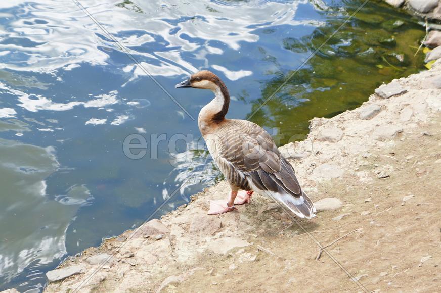 Птица на берегу