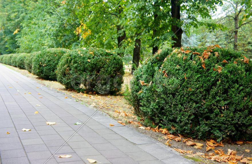 Аллея в парке