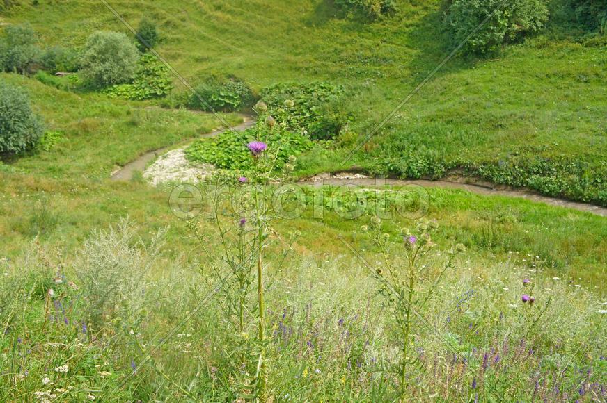 Поле и речка