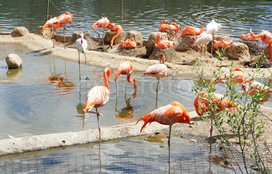 Розовые фламинго