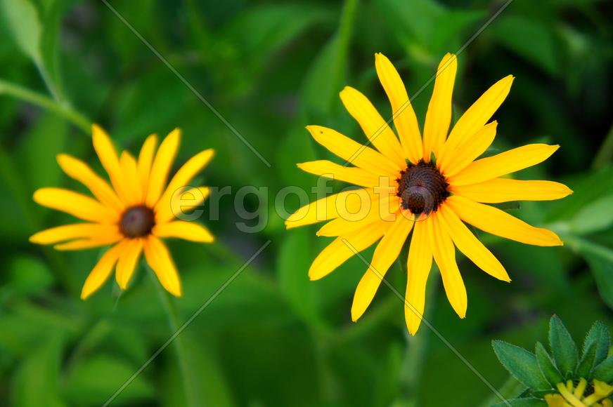 Желтые цветы