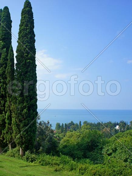 Кипарисы и море