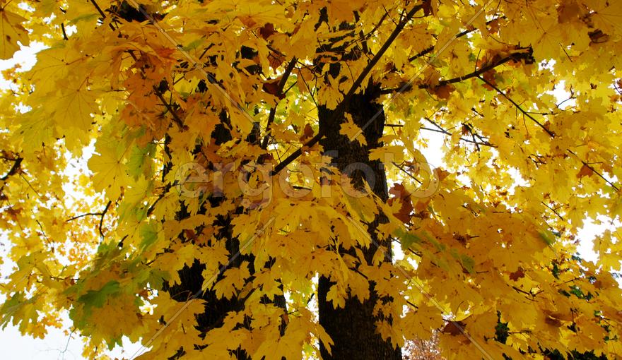 Золотая осень