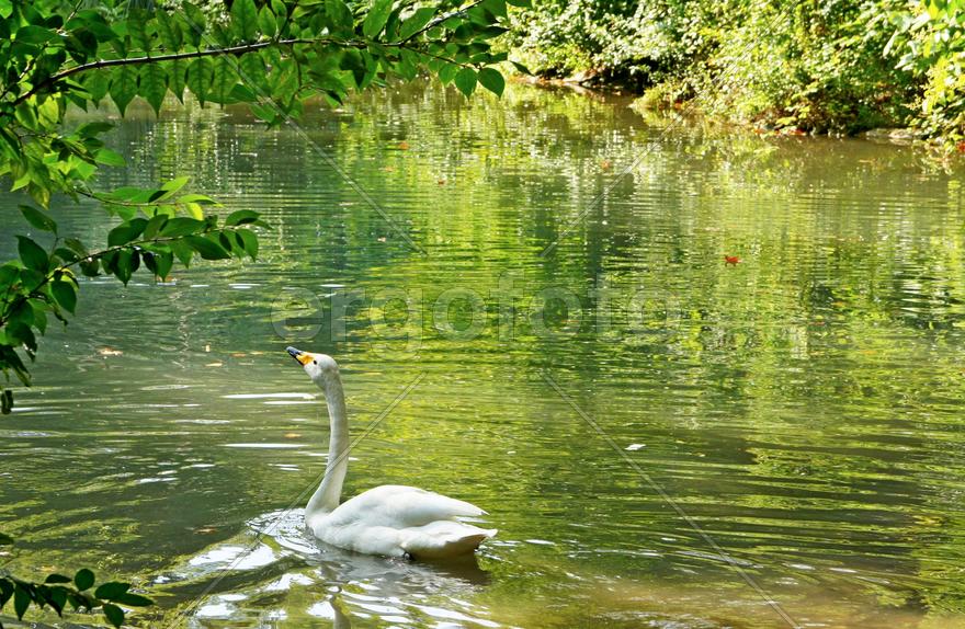 Лебедь на пруду
