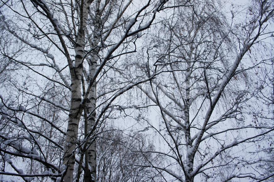 Зимние березы 