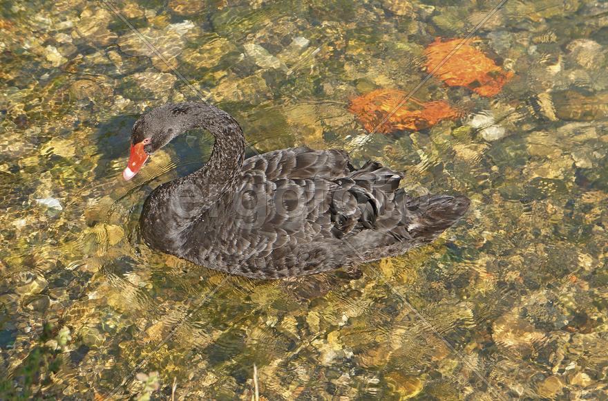 Черный лебедь