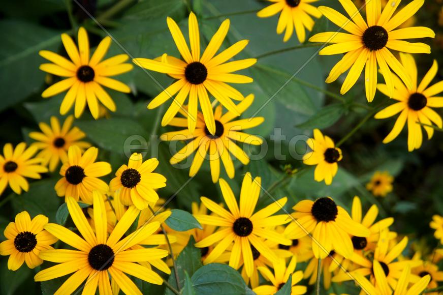 Желтые цветы