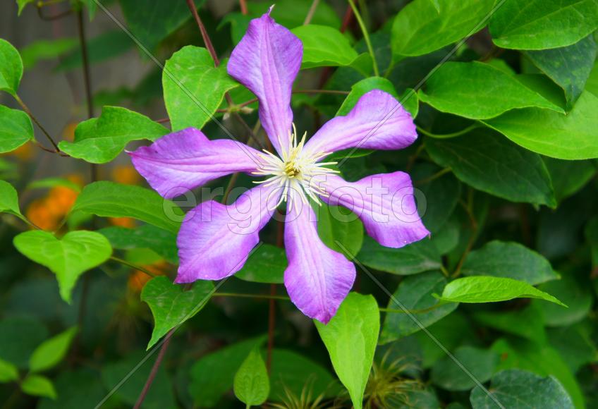 Сиреневый цветок