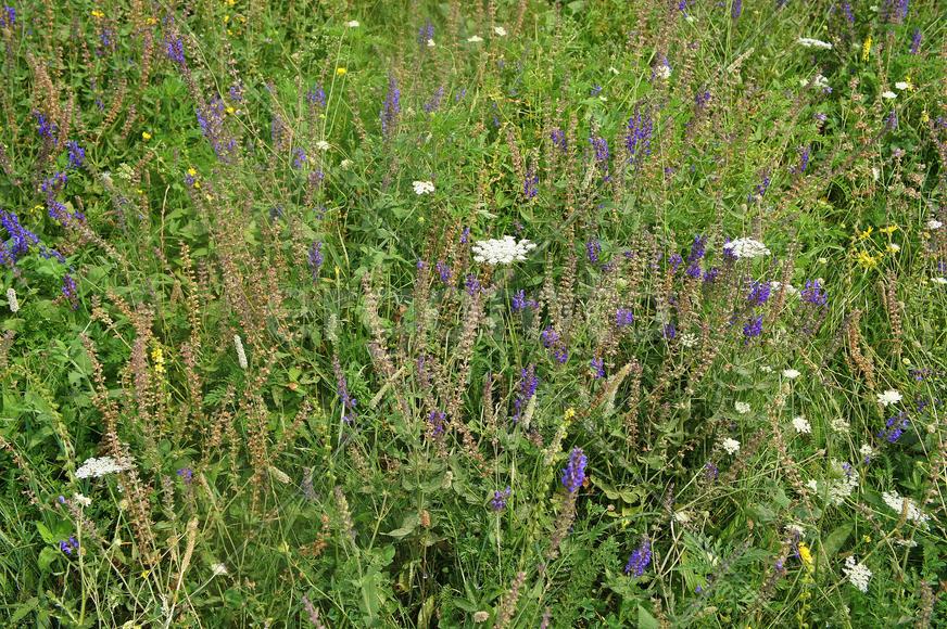 Зелённый луг