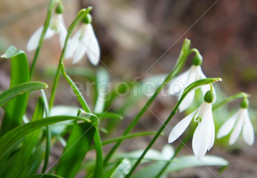 Подснежники