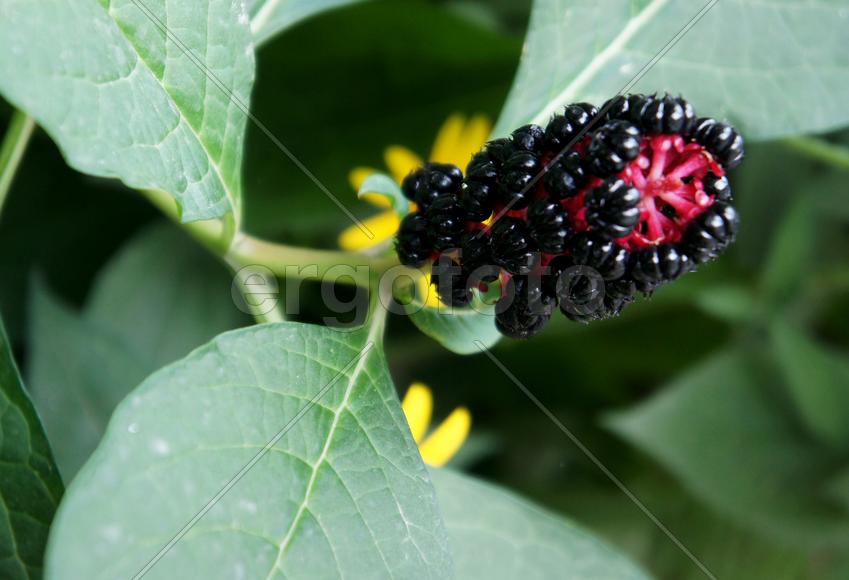 Садовое растение