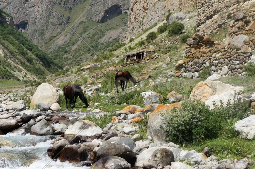 Лошади в горах