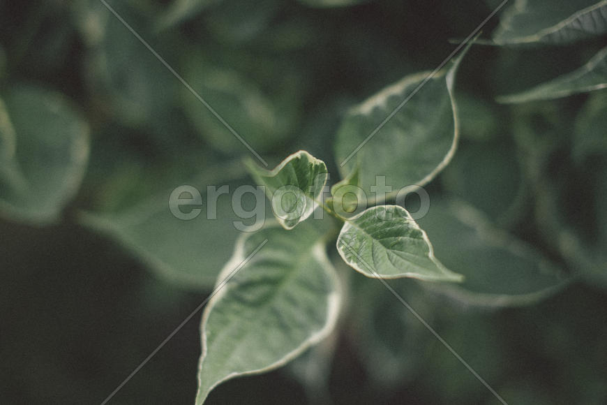 Молодые листочки растения 