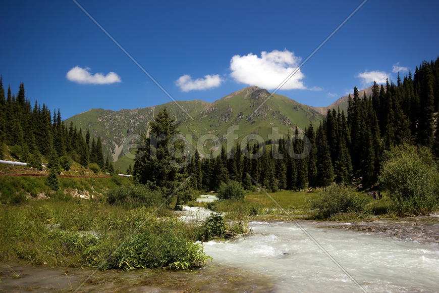 Большая алматинка.