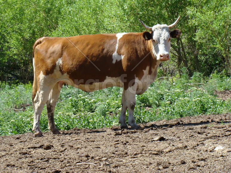 Симменталка Макса