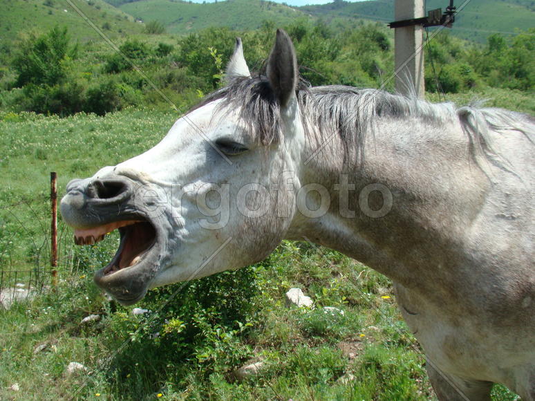 Зевающий конь
