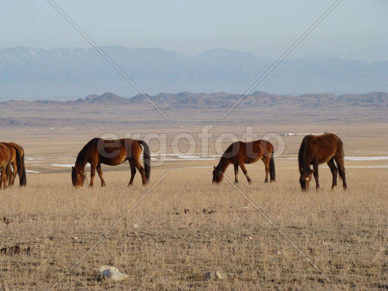 Табун на зимних пастбищах