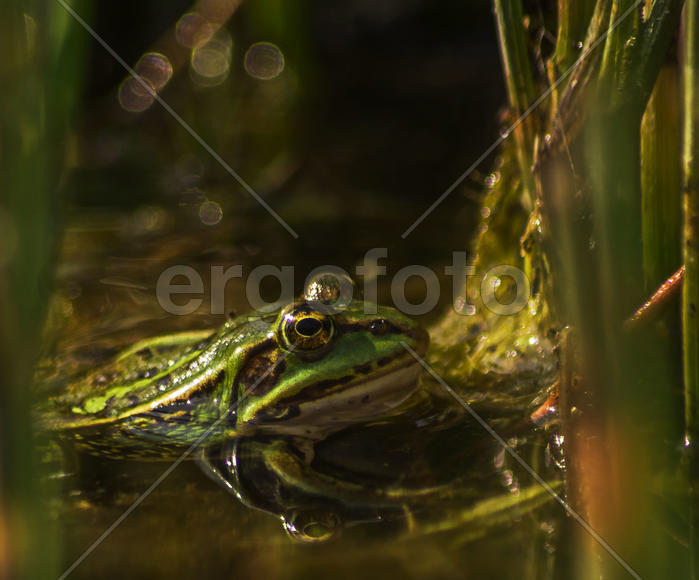 IMGP3681 as Smart Object-1