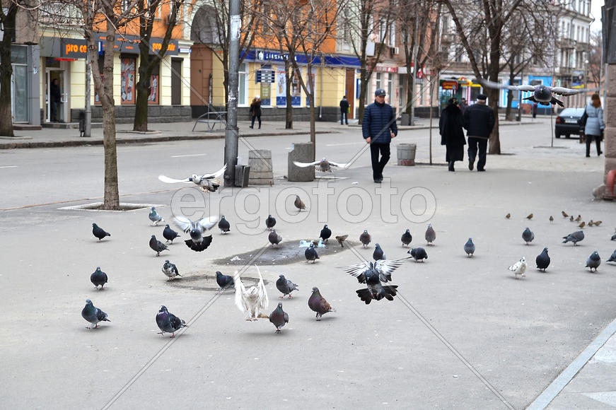 Голуби на улице