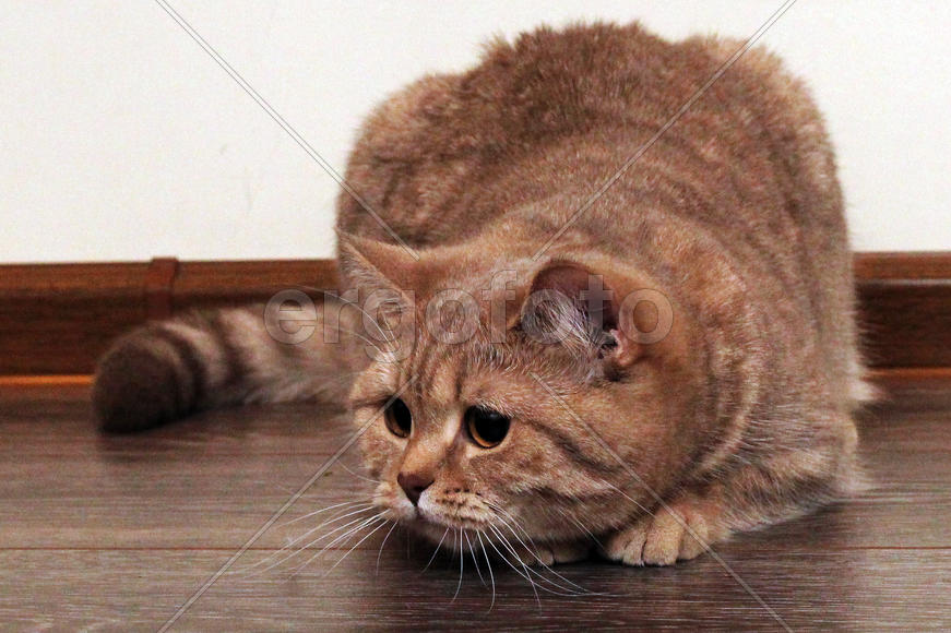 Охота началась