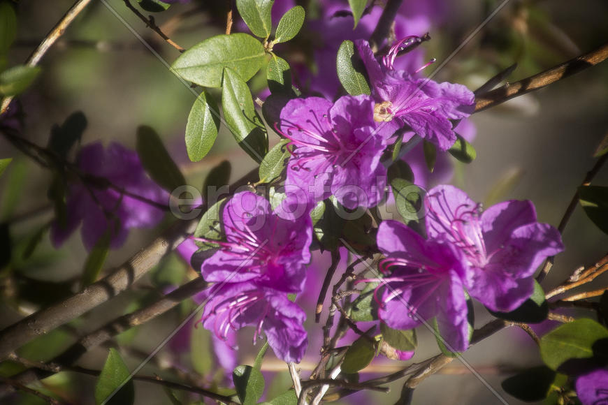 Цветение маральника