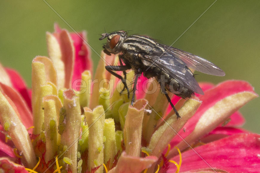 Муха сидит на цветке