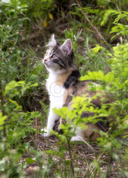 Трёхцветная кошка сидит в траве