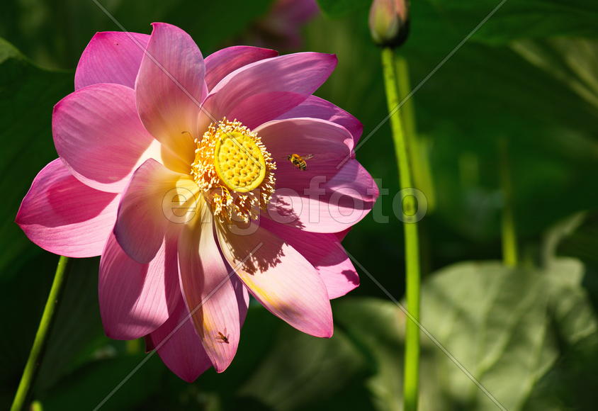 Лотос Комарова с пчелой