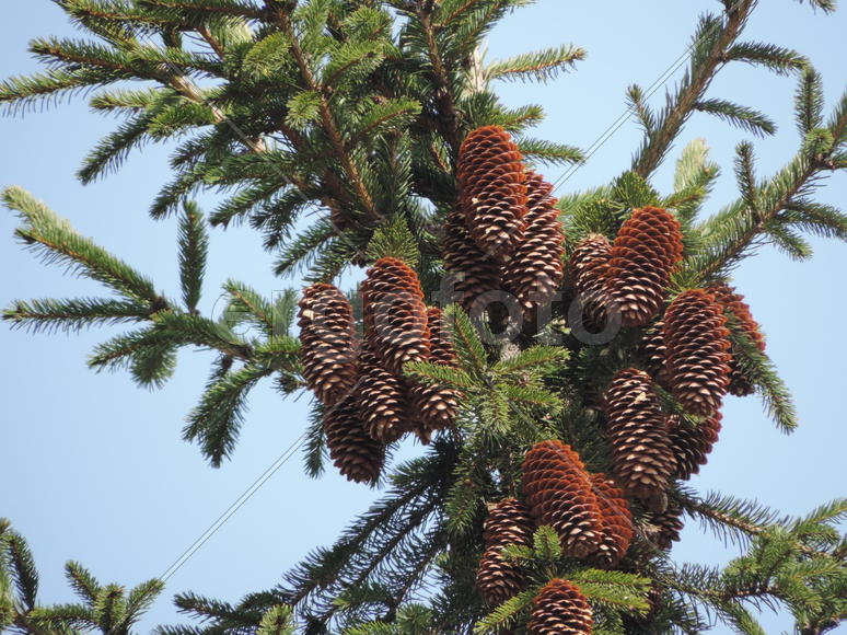 Шишки на ели