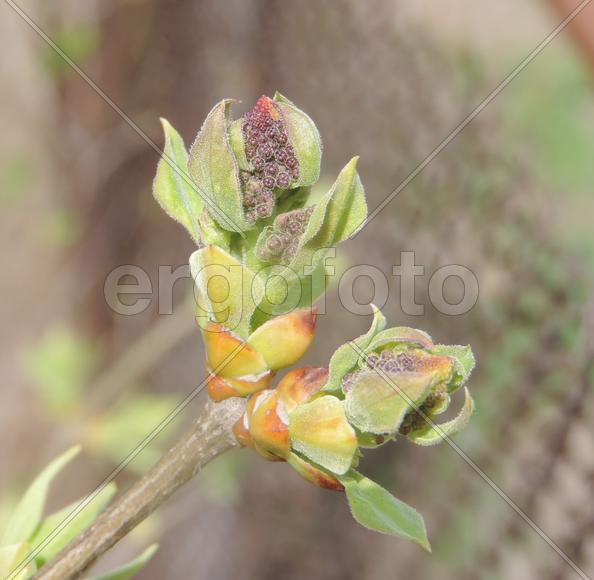 Распускаются почки сирени...