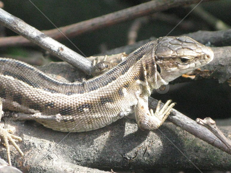 Случайная встреча