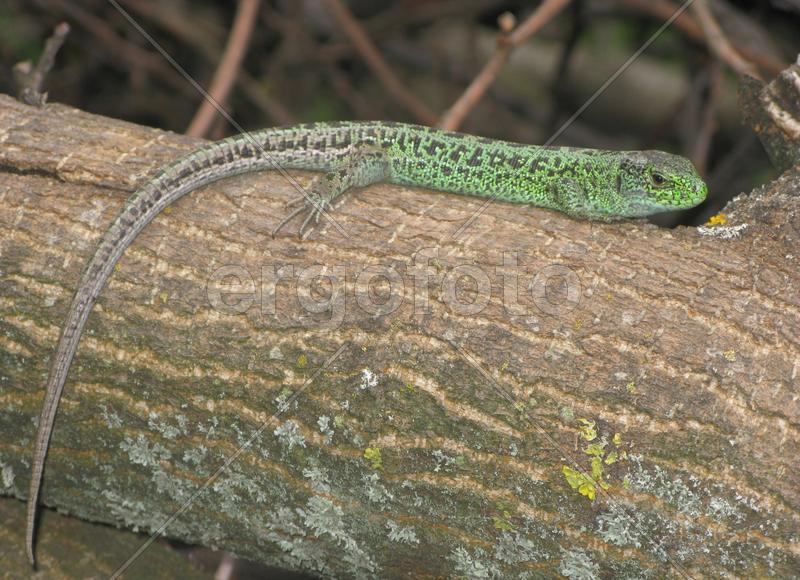 Во всей красе