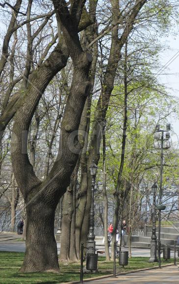 И у дерева есть взгляд!